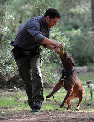 Pitbull’lara eğitimle rehabilitasyon