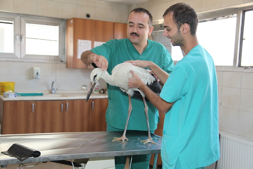 Büyükşehir vahşi doğaya da sahip çıkıyor