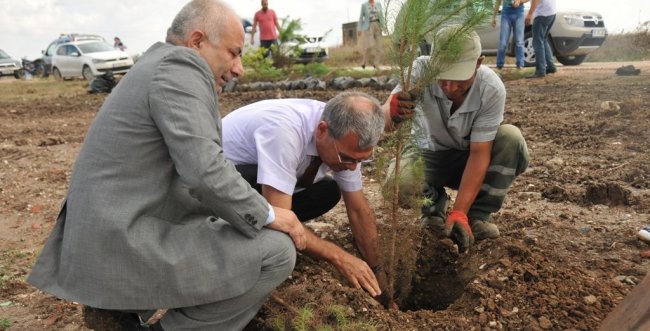 Daha yeşil ve daha temiz bir çevre için Ağaç Dikme kampanyası