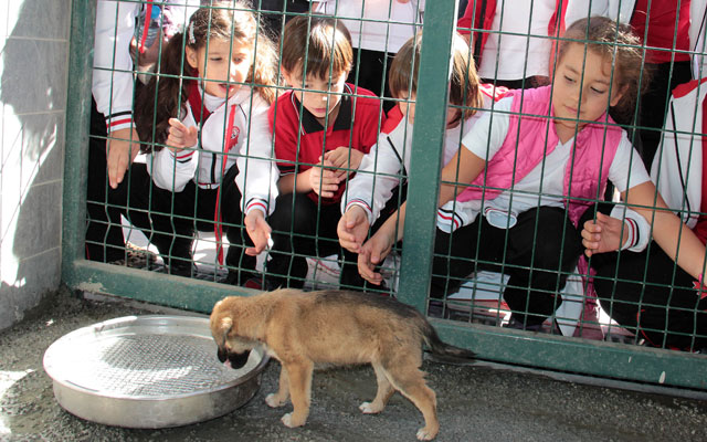 Satın Alma Sahiplen