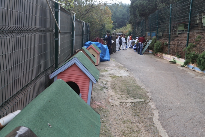 Büyükada barınağı rengarenk