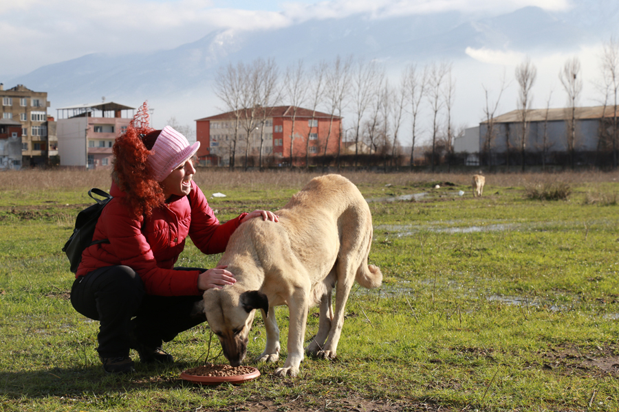 Büyükşehir, sokak hayvanlarını da unutmadı