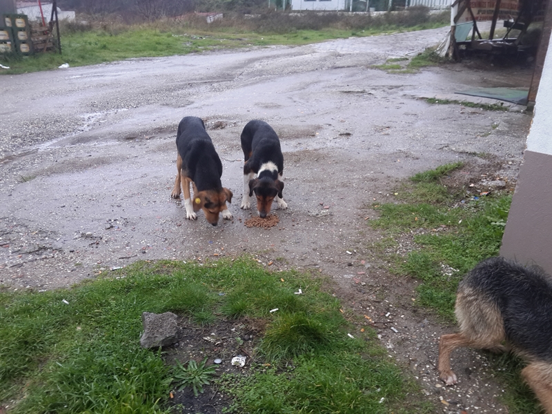 Mudanya Belediyesi’nden hayvanlara dost eli