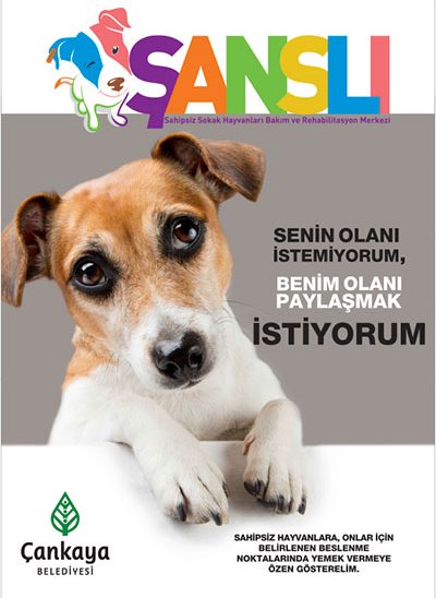 Sokak Hayvanları İçin "Şanslı" Projeler