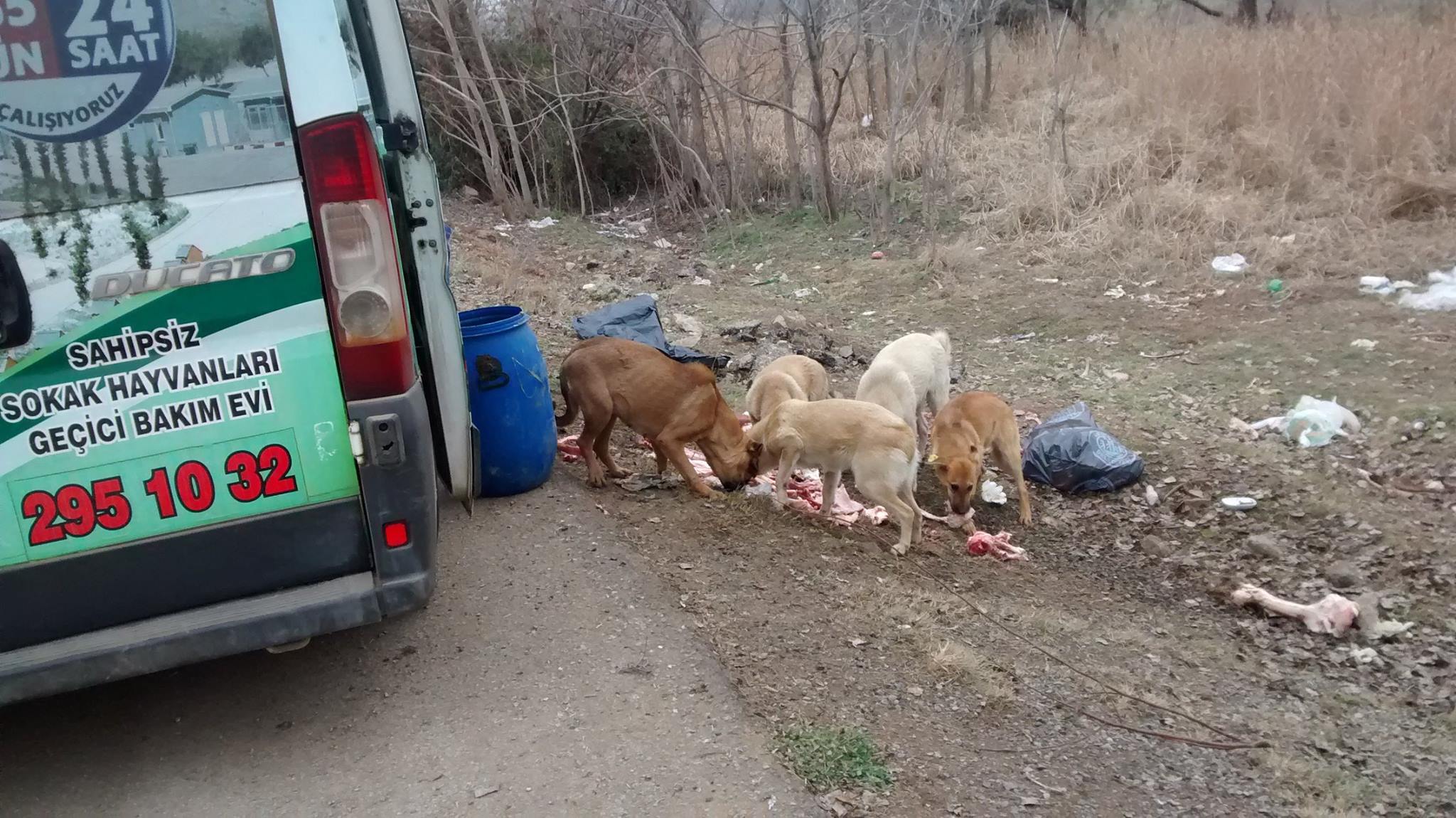 Artık yemekler sokak hayvanlarına