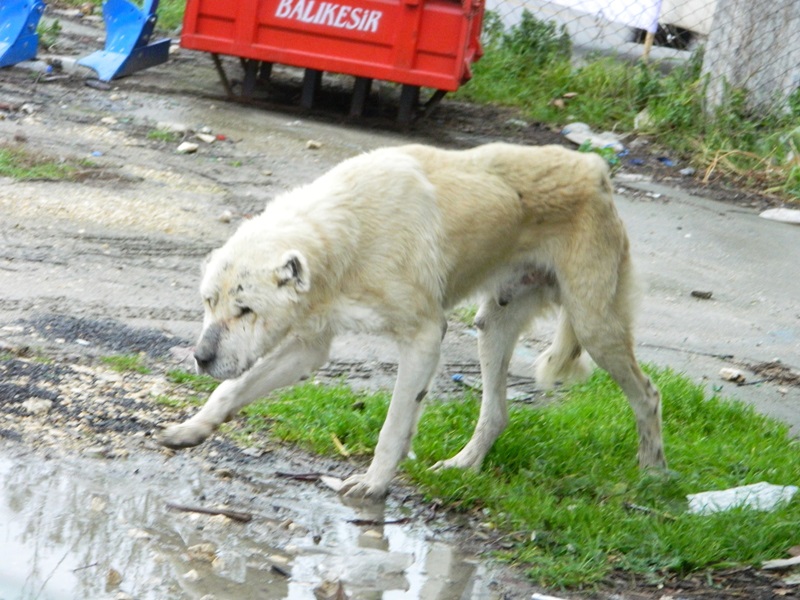 Gözleri görmeyen köpek emin ellerde