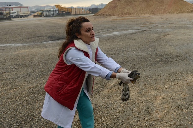 Yaralı atmaca Nilüfer’de hayat buldu