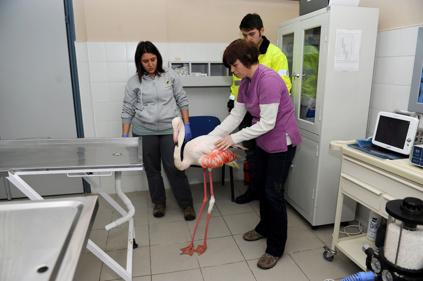 Karşıyaka'da flamingo operasyonu