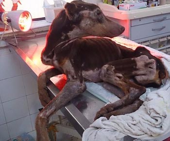 Sahipsiz Köpeğin Yaşam Azmi