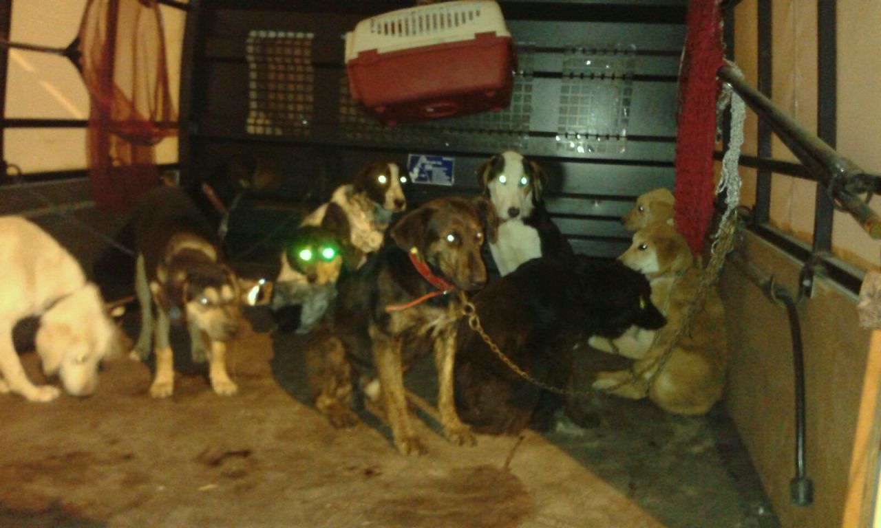 Sokak Köpekleri Tehdit Olmaktan Çıktı