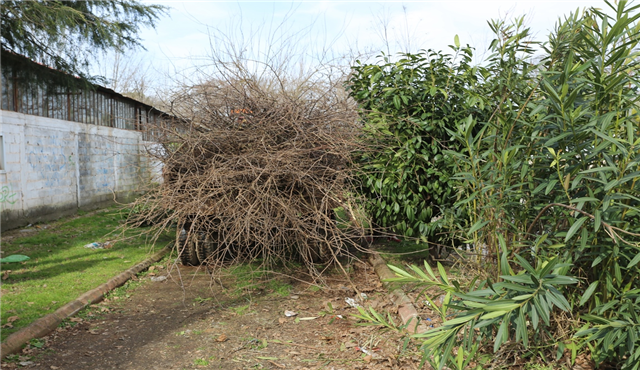 Serdivan’da Ağaçlar Estetik Görünüme Kavuşuyor