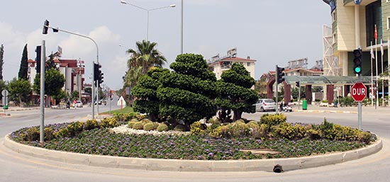 Çiçek Açan Manavgat
