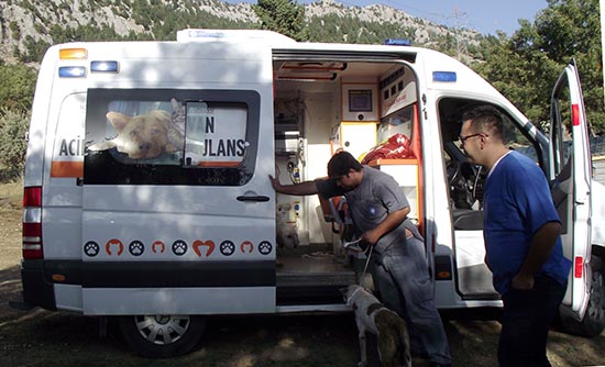 Ölüme Terk Edilen Köpeklere Büyükşehir Sahip Çıktı