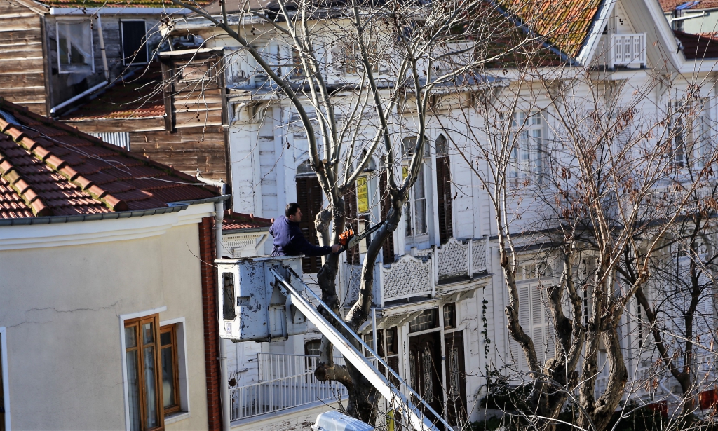 Ağaç Bakım Ve Budama Çalışmalarına Tüm Hızıyla Devam Ediyoruz