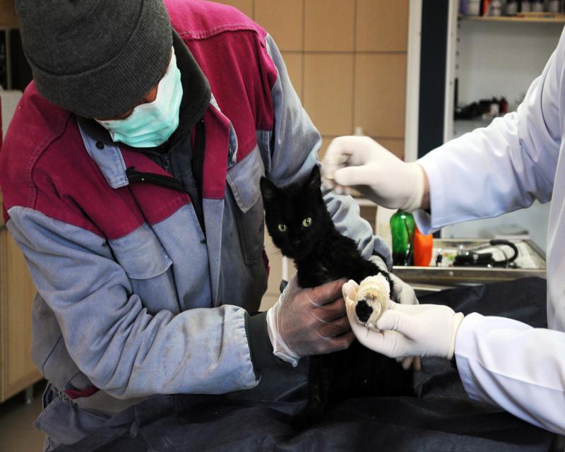 Sokak Hayvanları En İyi Şekilde Rehabilite Ediliyor