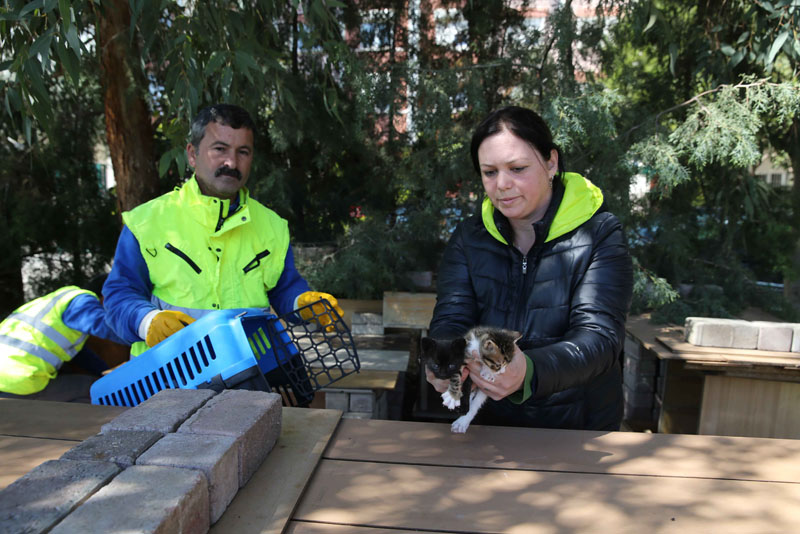 Karşıyaka’da ‘Evsiz’ Kedi Kalmayacak