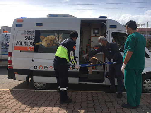 Büyükşehir’den yaralı hayvanlara ambulansla müdahale