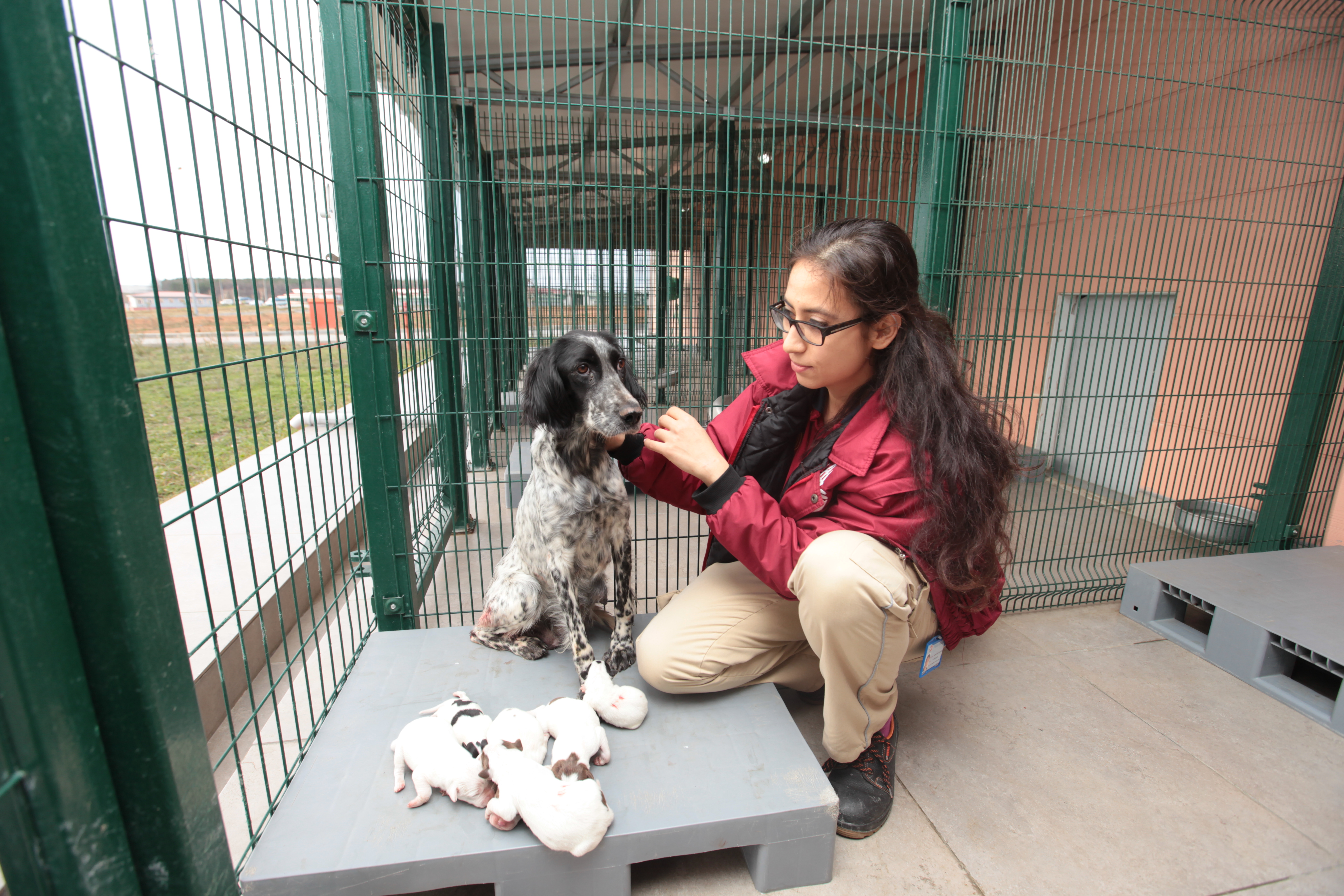 Sahipsiz Hayvanlara Rehabilitasyon Çalıştayı Düzenleniyor