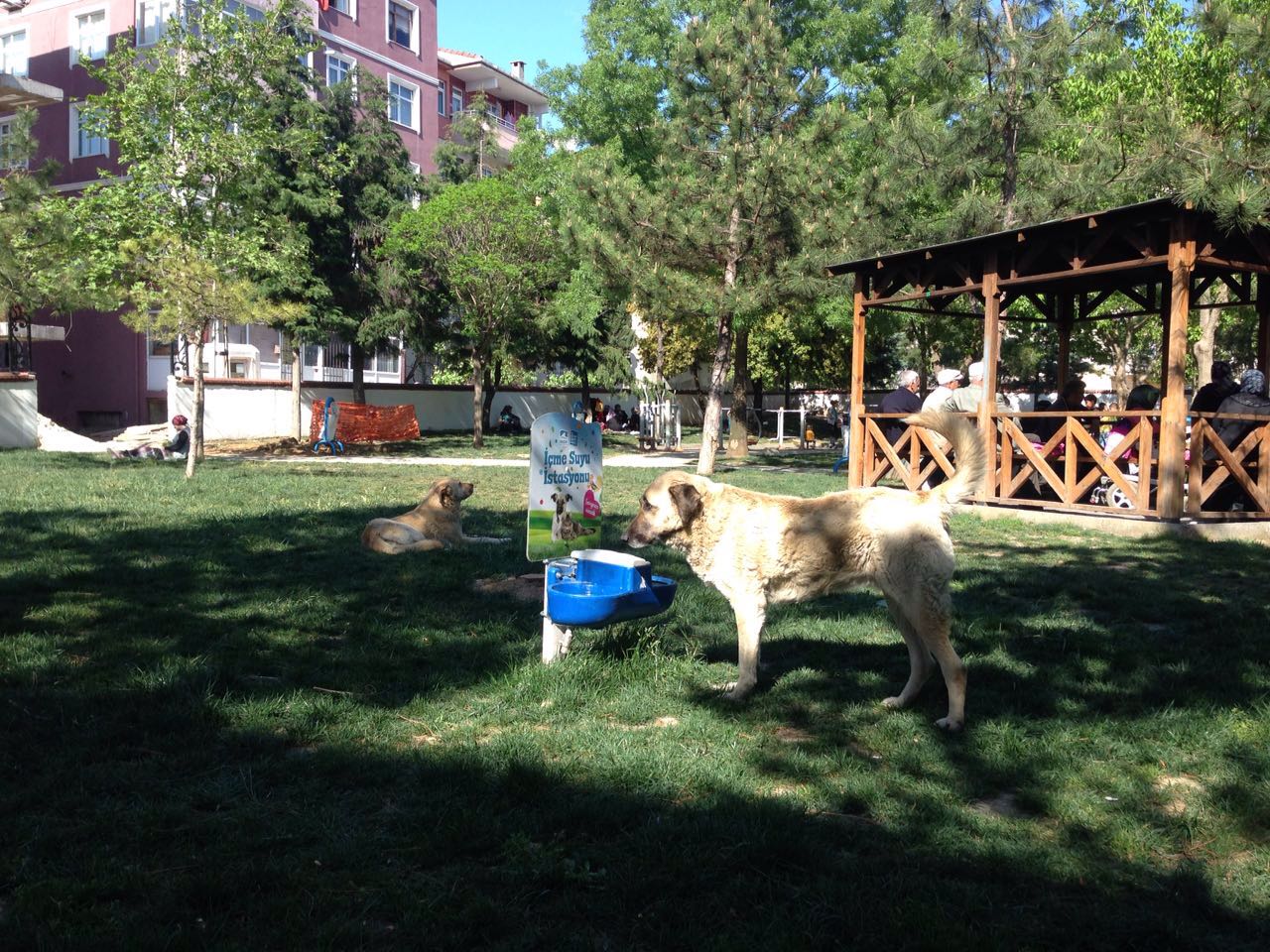 Sokak Hayvanlarına 140 Su İstasyonu