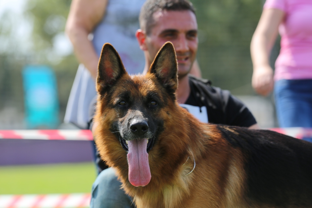 Bu yarışın geliri Sokak Hayvanlarına