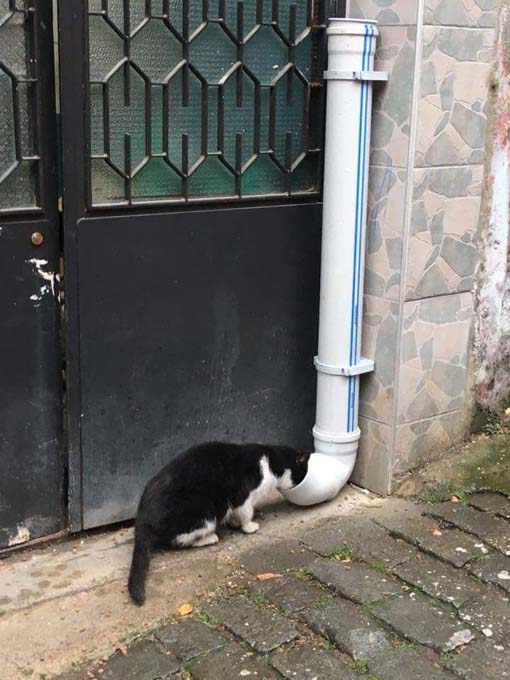 Hayvanlar İçin Yemleme İstasyonları Kuruluyor