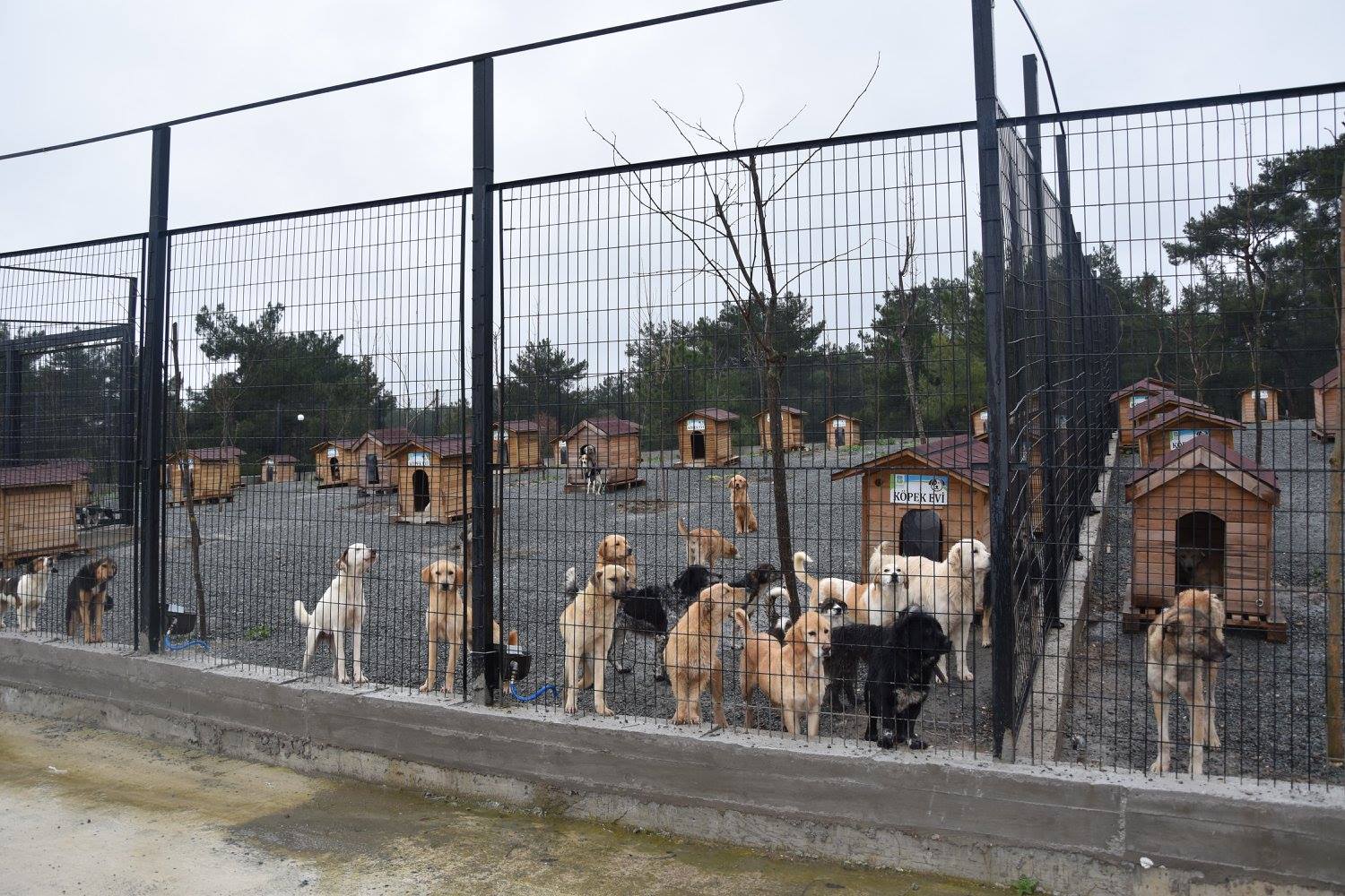 Bakıma Muhtaç Hayvanlar Güvenli Ellerde
