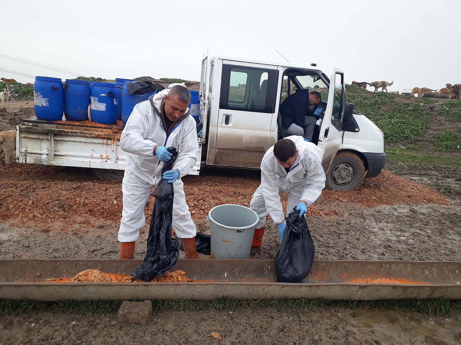 Sevimli Dostlarımız Yalnız Değil