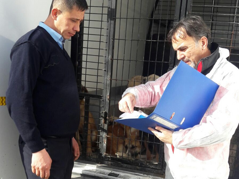 İlçelerdeki Sokak Hayvanları Odunpazarı'na Emanet