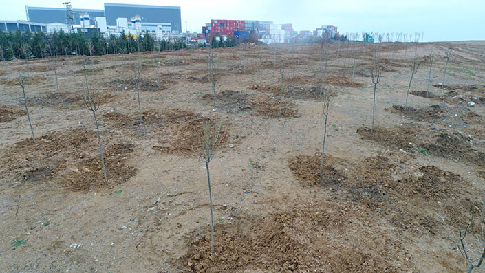 Kocaeli Büyükşehir Belediyesi Tarafından Tavşanlı Dolgu Alanına 6 bin 150 Fidan Dikiliyor