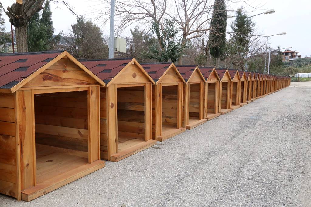 Sessiz Dostlarımız Barınakta Çok Mutlu