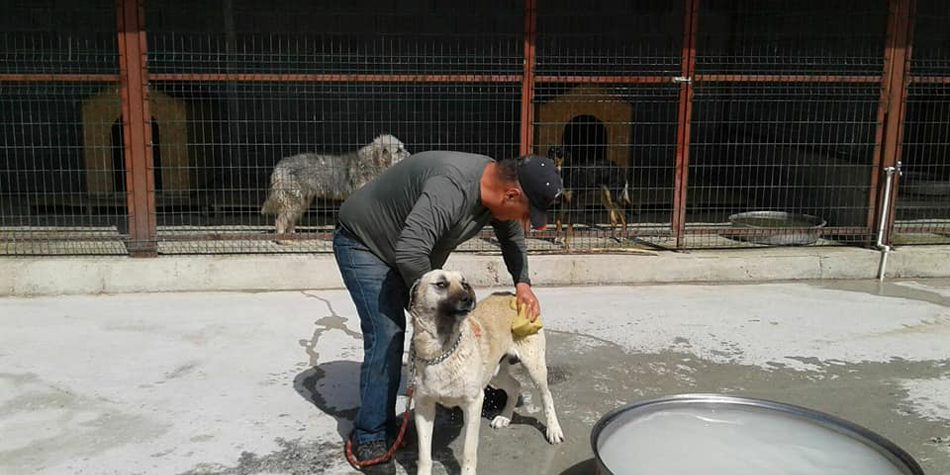 Barınaktaki Hayvanların Bakımları Yapılıyor