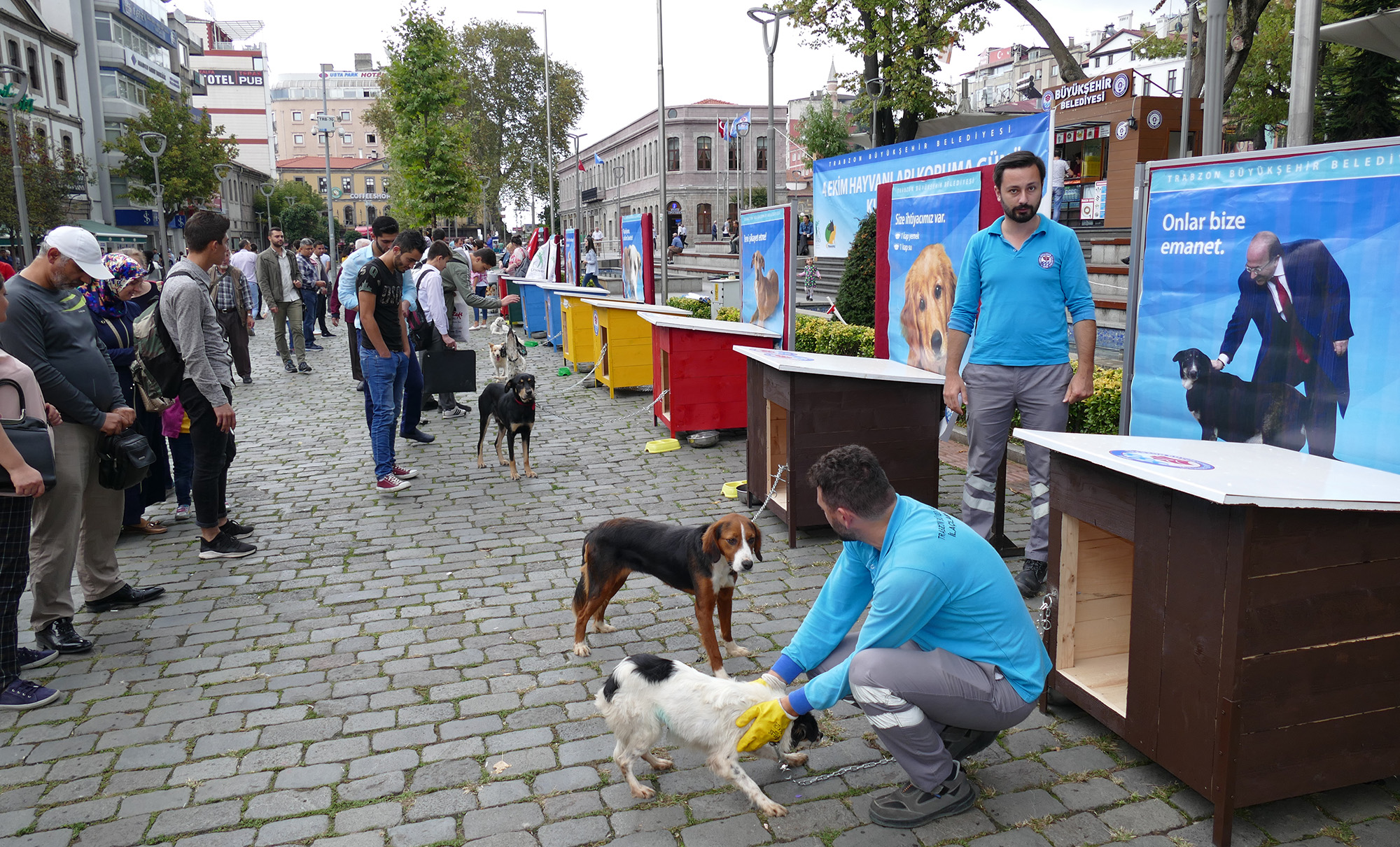 355 Köpek Sahiplendirildi