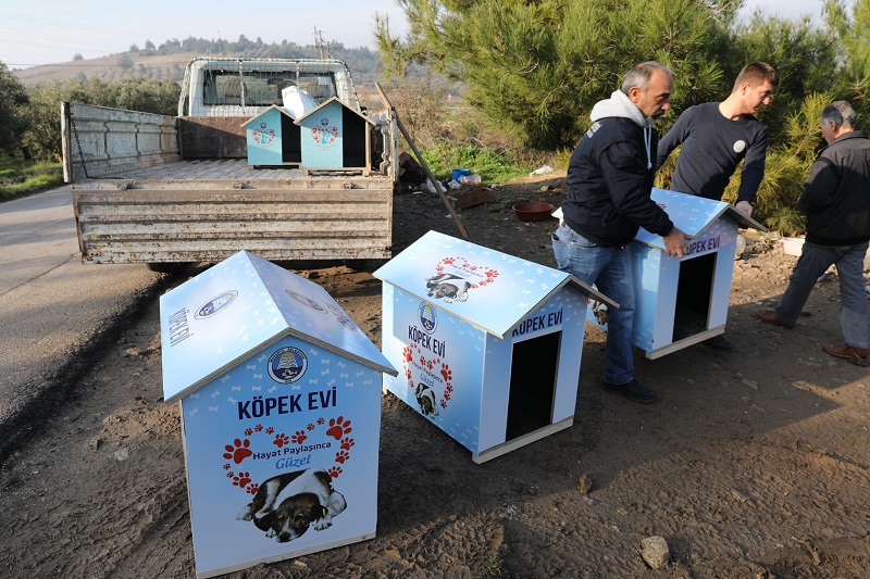 Mudanya'daki Kedi ve Köpekler Kışı Evlerinde Geçirecek
