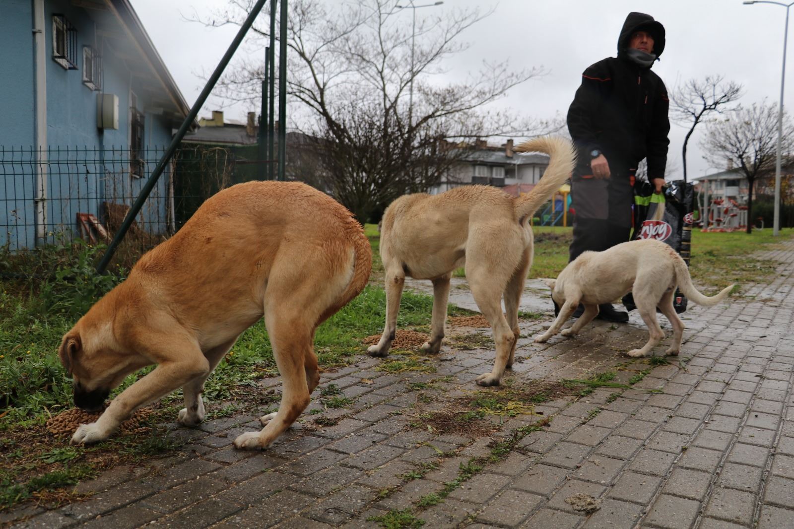Sokak Hayvanları Soğuk Havalarda Aç Kalmayacak