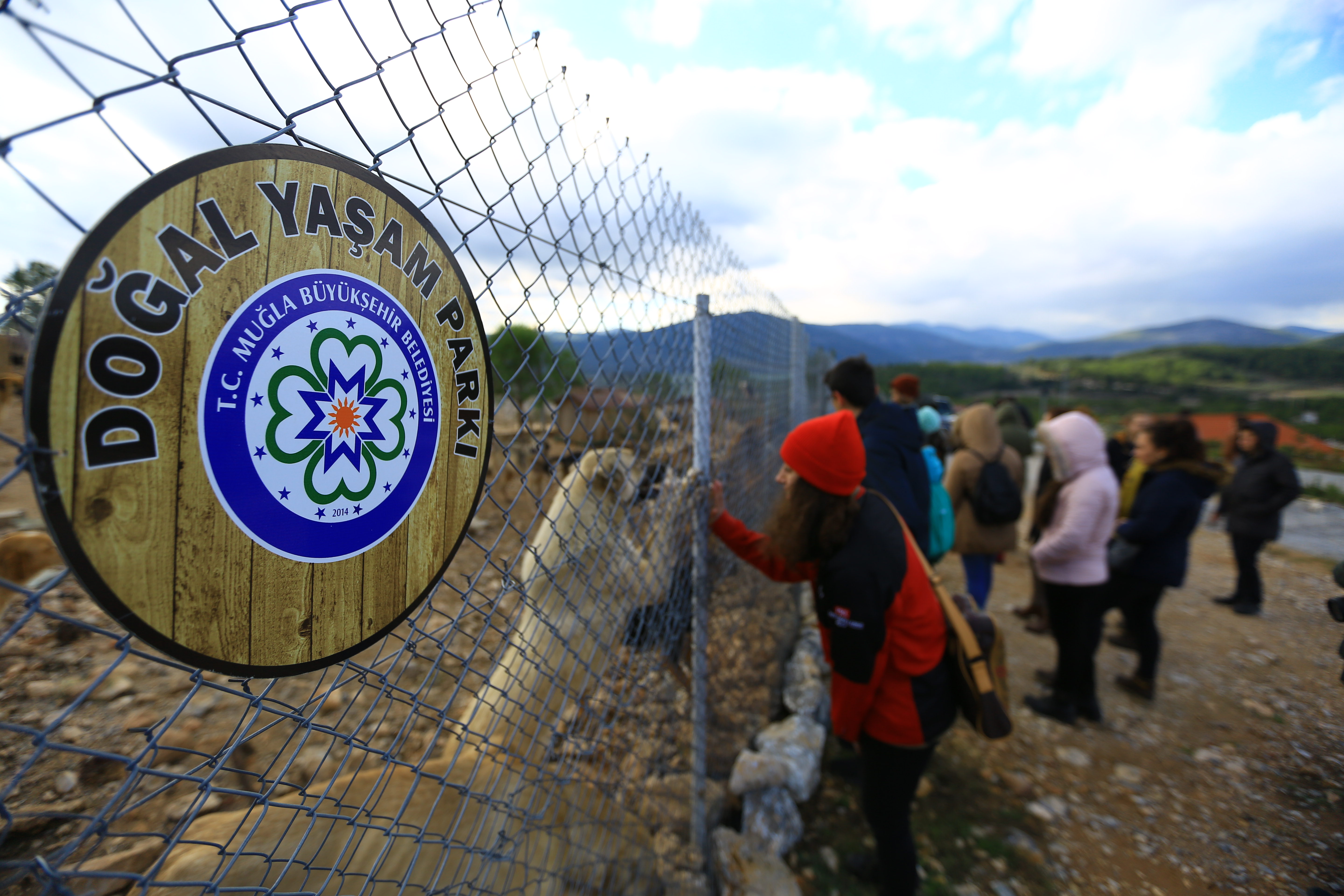 Büyükşehir Can Dostları Sağlığına Kavuşturuyor ve Sahiplendiriyor