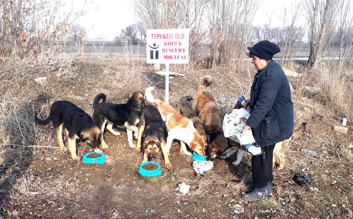 Tepebaşı Belediyesinden Köpek Besleme Noktaları Oluşturuluyor