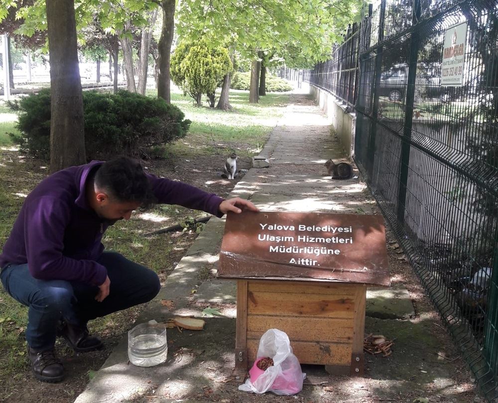 Kediler Yeni Yuvalarına Kavuştular