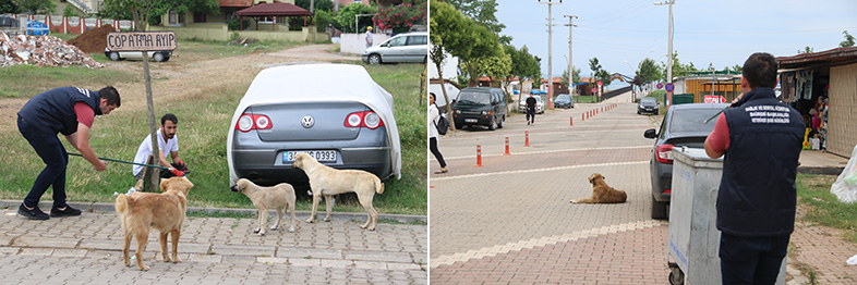Kocaeli’de Tatil Beldelerindeki Sokak Köpeklerinin Sağlık Denetimleri Yapıldı