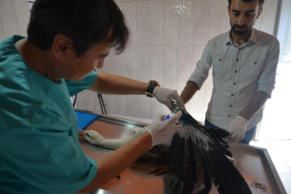 Bilecik Belediyesi’nin Çalışmalarıyla Can Dostlarımız Güvende