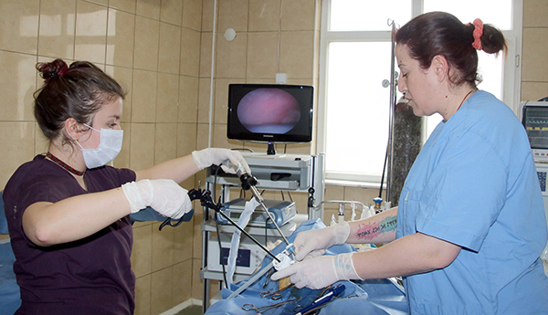 Sokak Hayvanlarına Yönelik Çalışmalar Devam Ediyor
