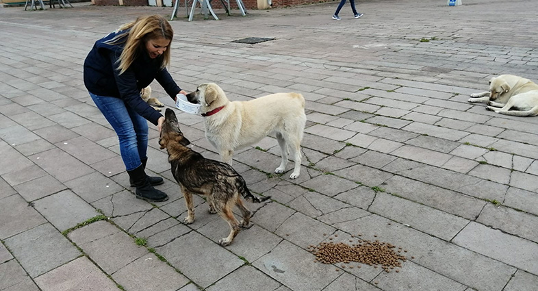 Başkan Büyükakın, Sokak Hayvanlarını Unutmuyor