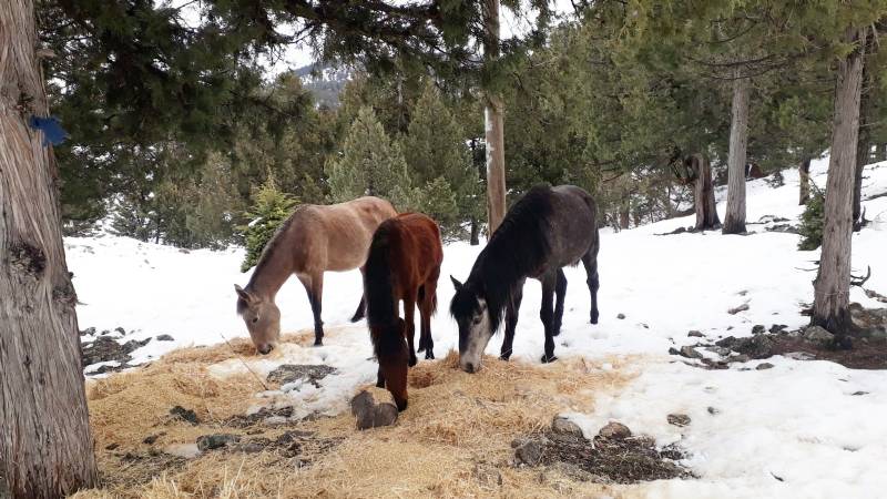 Mersin Büyükşehir Büyükşehir Ekipleri, Yaban Hayvanlarını Yemlemeye Devam Ediyor