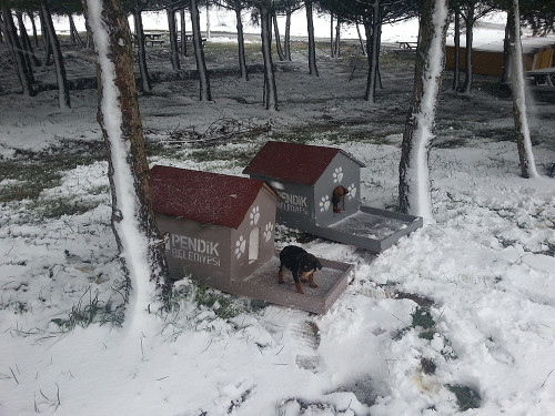 pendik-belediyesi-sokak-hayvanlari-1