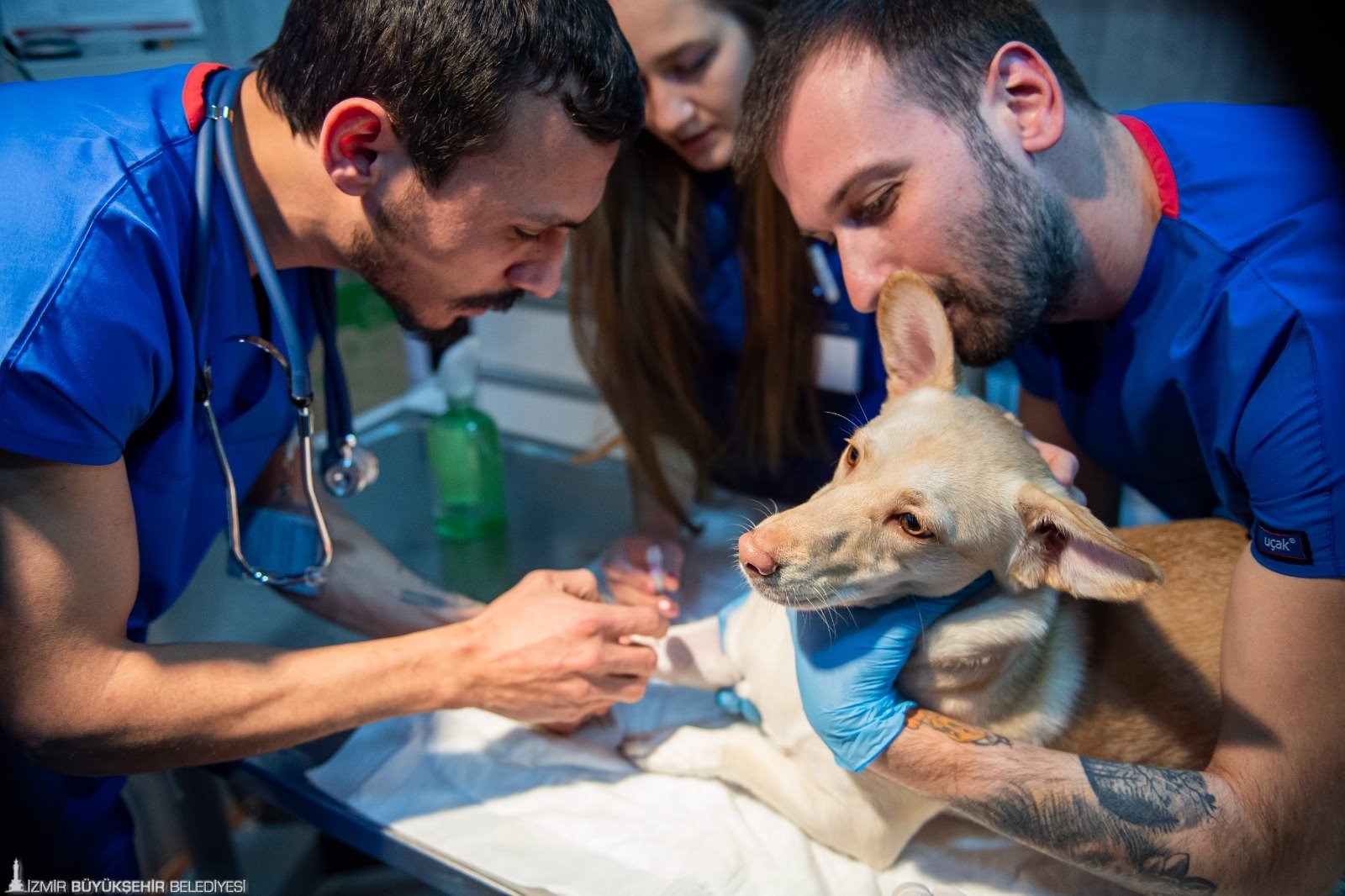 İzmir'de Sahipsiz Sokak Köpekleri İçin Rehabilitasyon Hizmeti Başladı