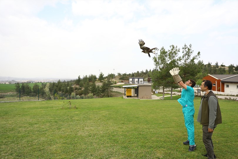 Büyükşehir Yaban Dostlarına Da Sahip Çıkıyor